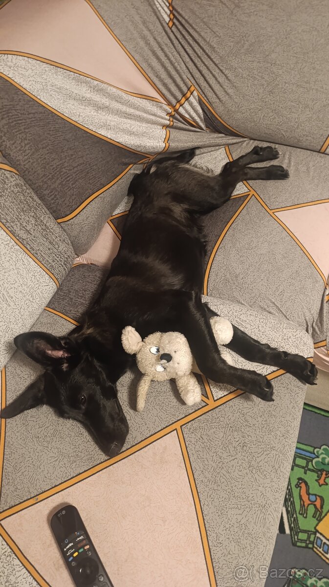 Kříženec, fena 9 měsíců hledá domov - 7