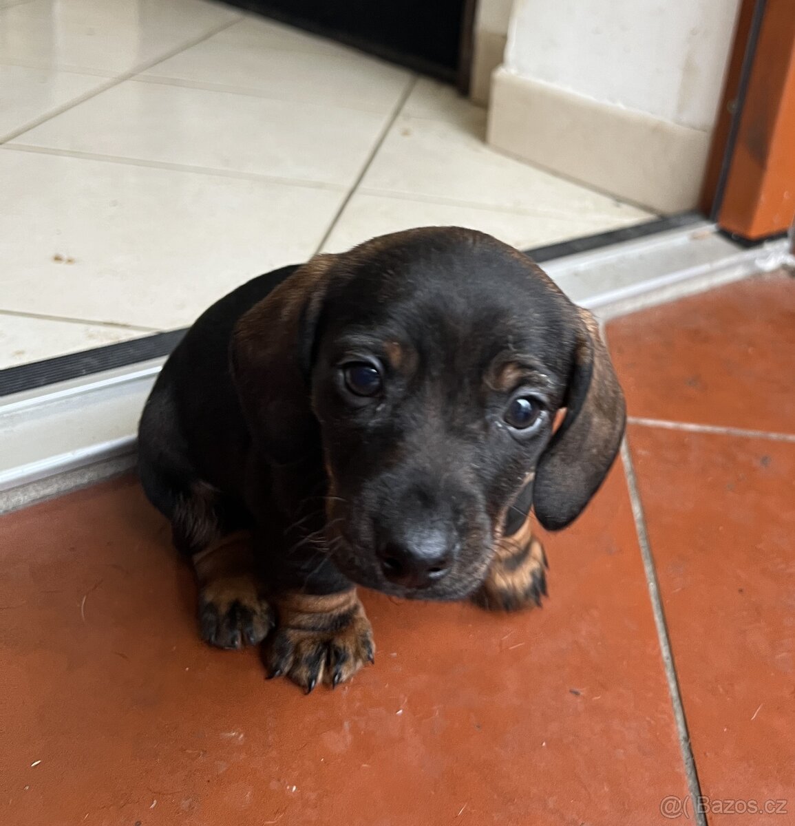 štěně jezevčík hladkosrstý standardní - 7