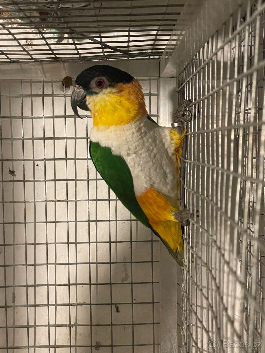 Amazonek černotemenný - 7