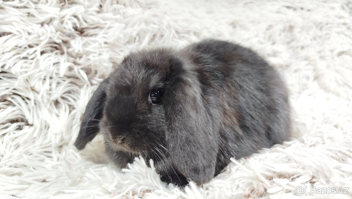 Zakrslý beránek, králíček, králík - BRUNO - 7