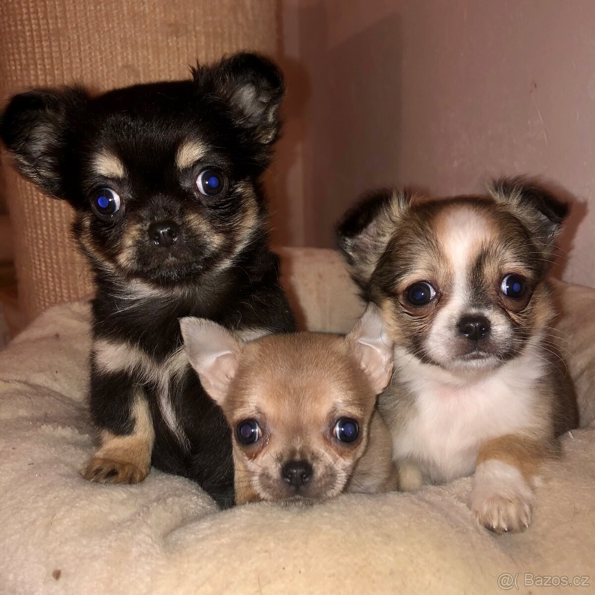 Čivavy štěňátka s PP - 7