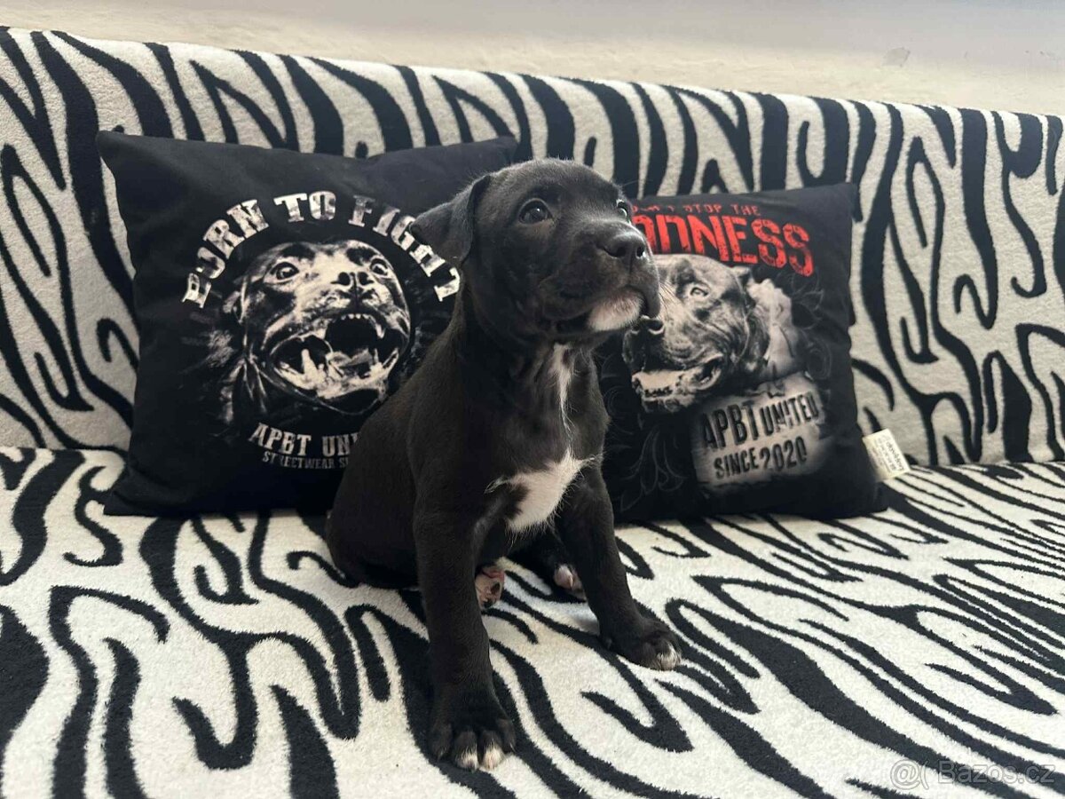 Americký pitbulteriér - 7