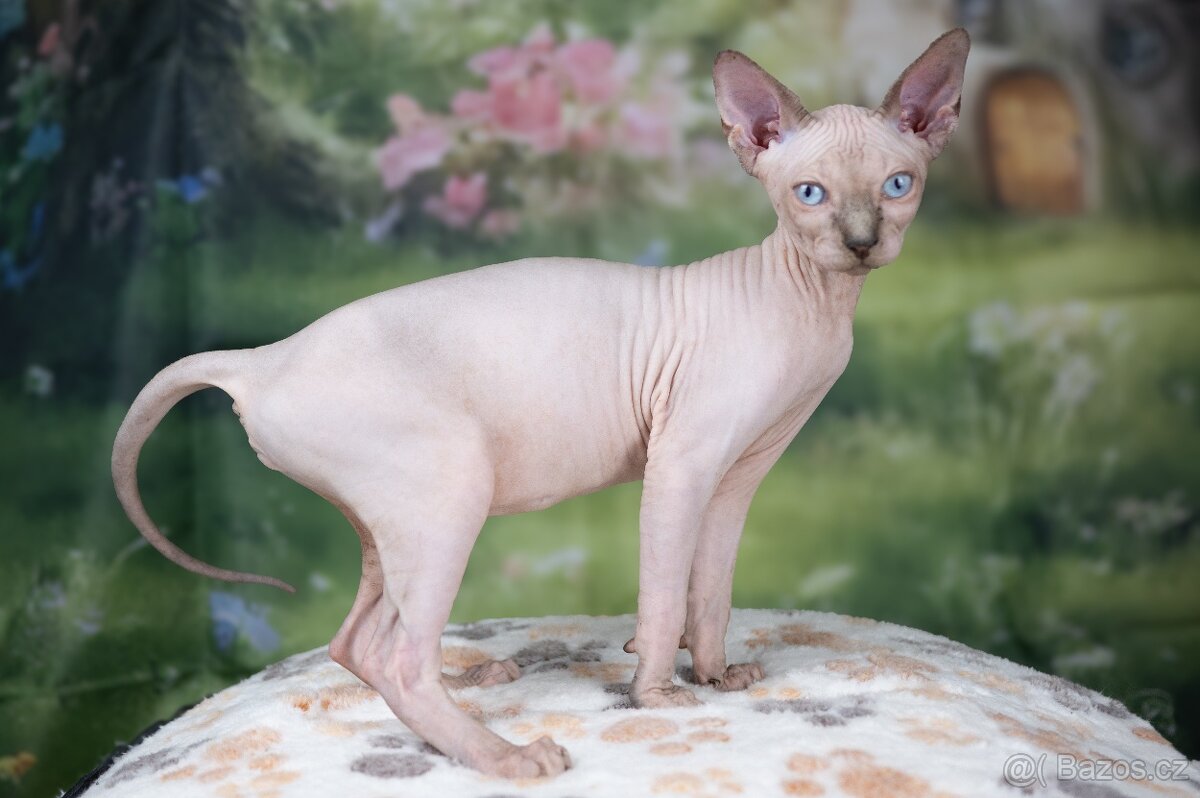 Kanadský sphynx koťátko kočička - 7