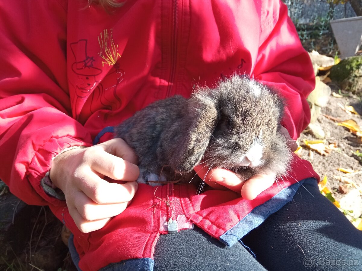 Zakrslý králík - 7