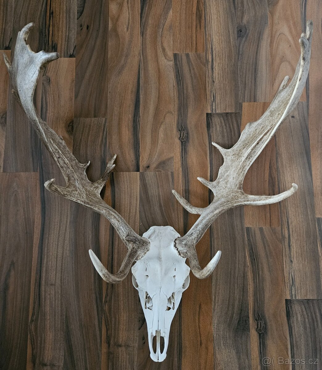 Lovecké trofeje - 7