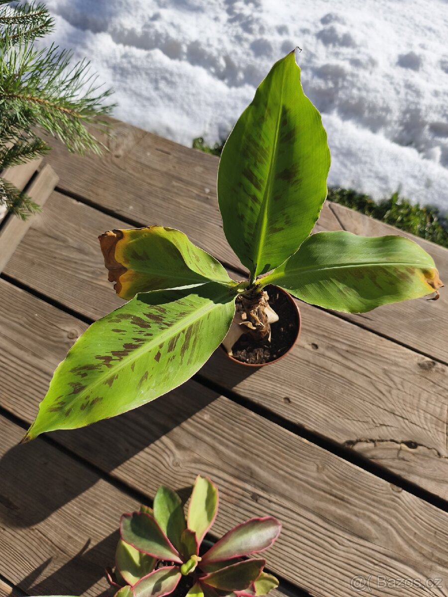 Pokojové rostliny - 7