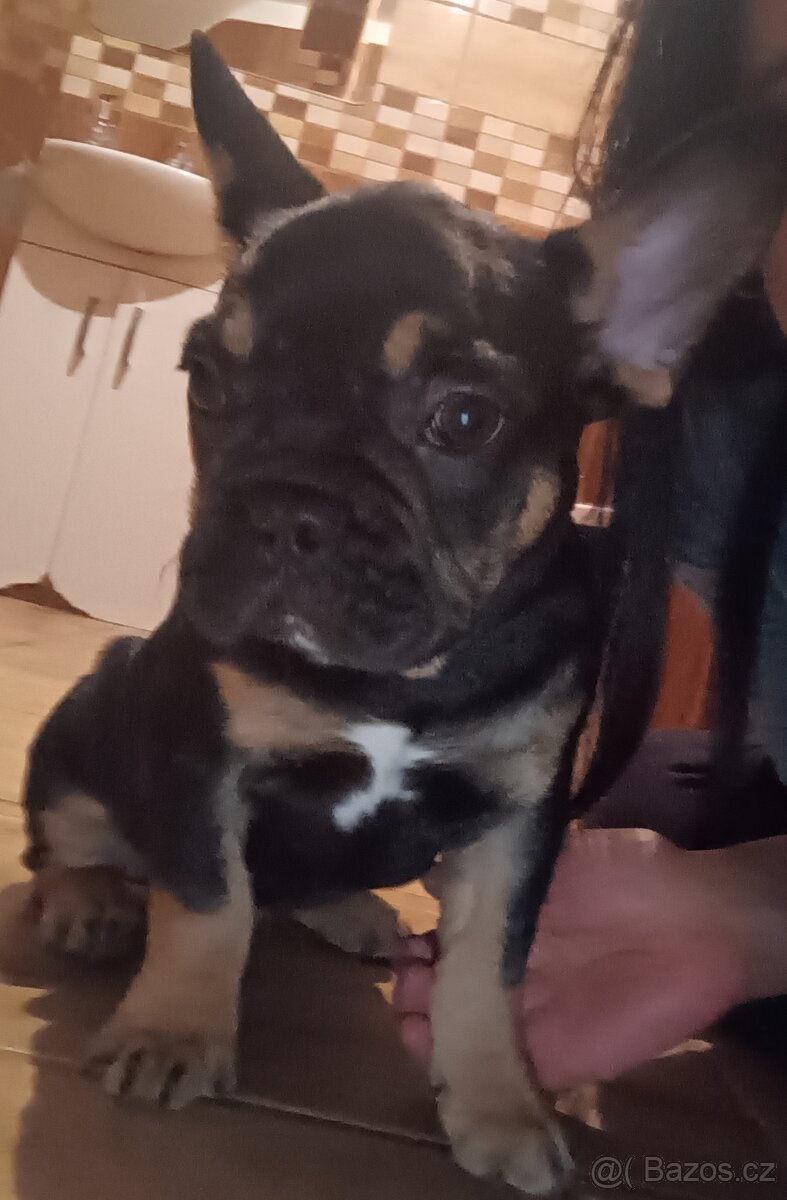 Francouzský buldocek - 7