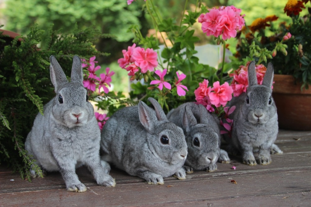 Zakrslý činčilový rex s PP - 7