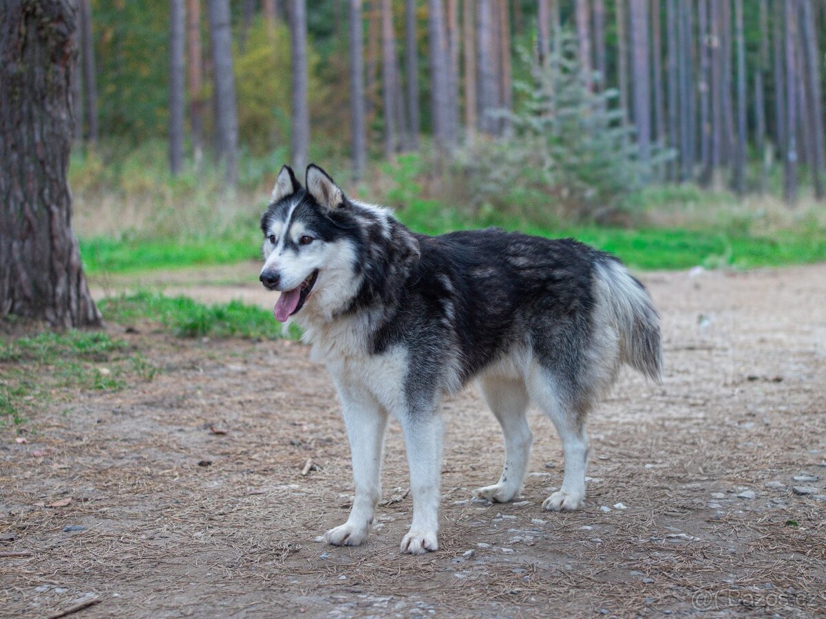 GYMY K ADOPCI - přátelský parťák - 7