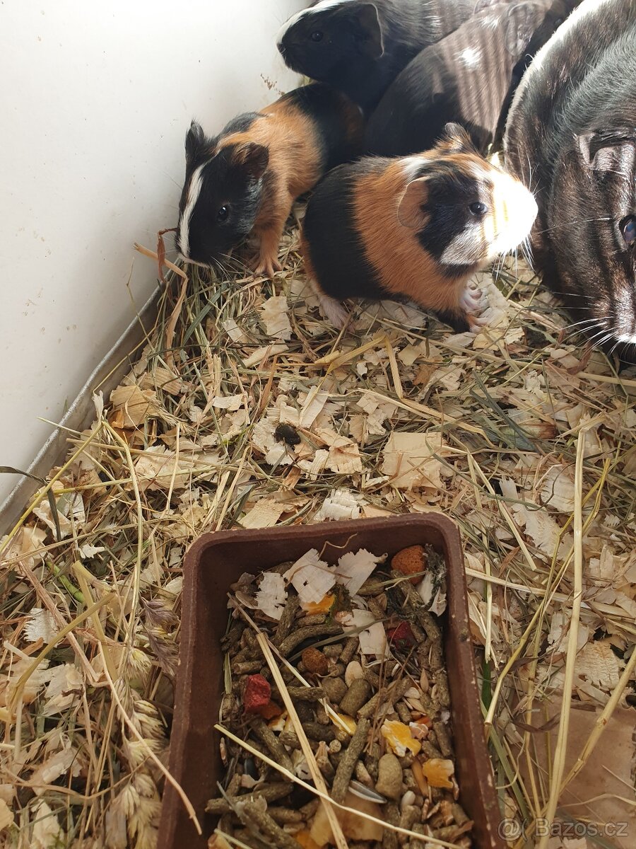 Morčátka morče Králíček - 7