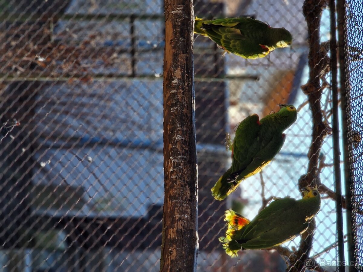 Amazoňan modročelý - 7