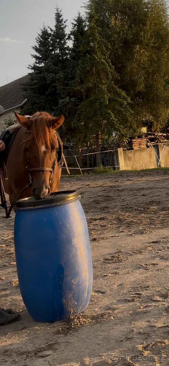 Tříletá klisna plemene slovenský sportovní pony - 7