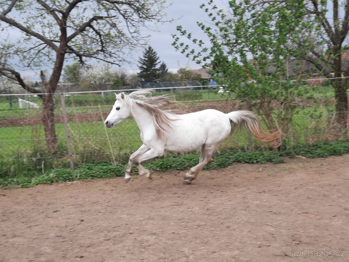Welsh pony kobylka - 7