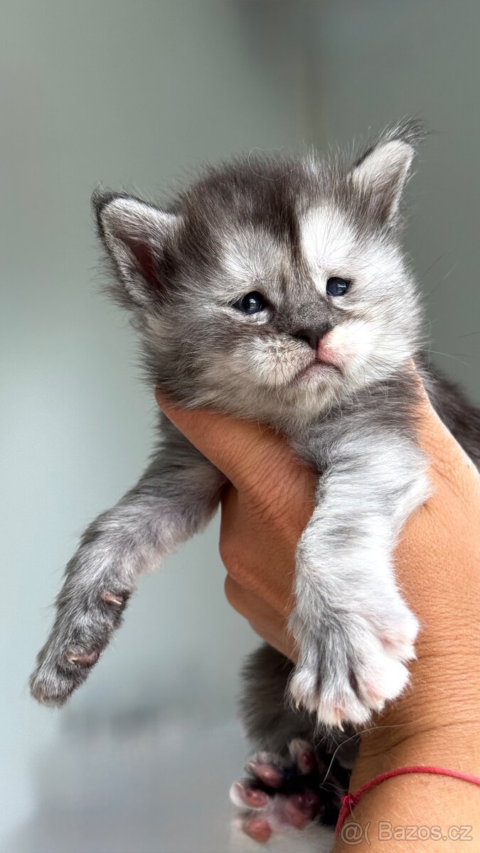 ⚜️Mainská Mývalí Maine Coon s PP⚜️ - 7