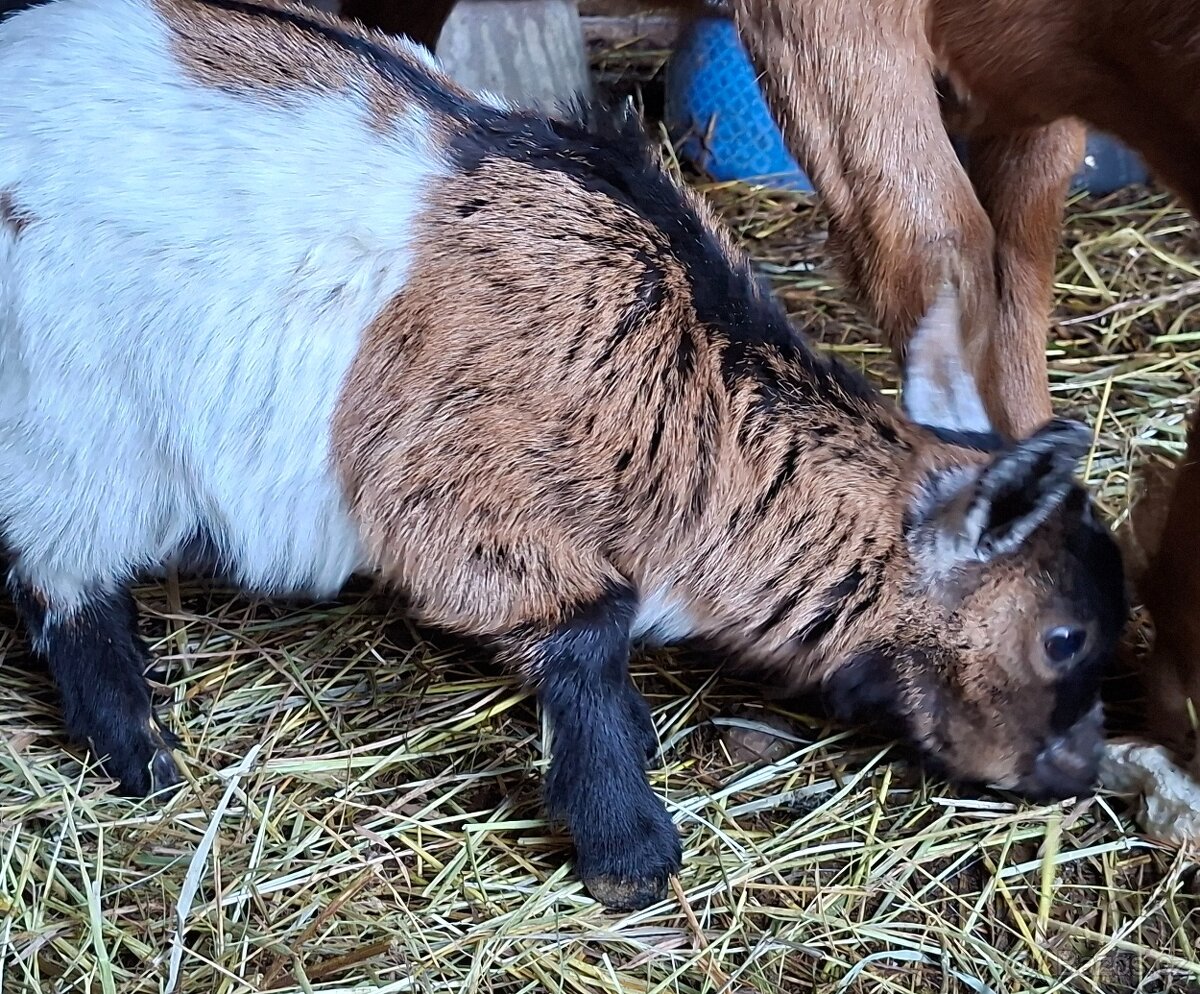 Holandská koza zakrsla - 7