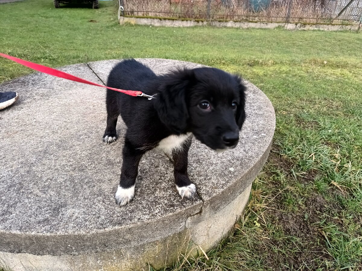 Kříženec border kolie - 7