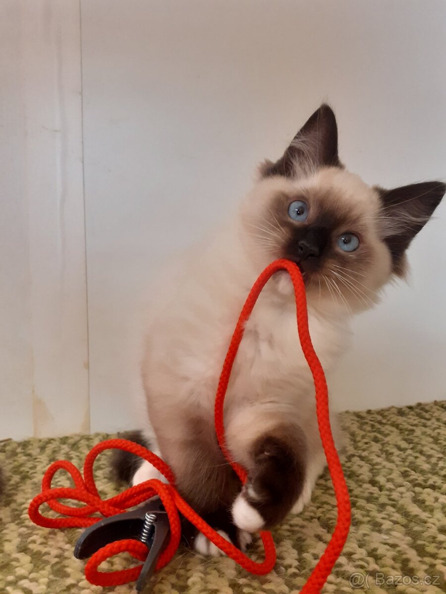 Kocour Ragdoll ke krytí - 7