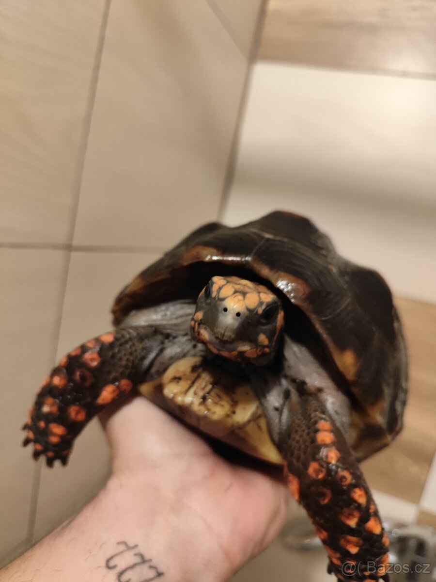 🐢 Prodám želvu uhlířskou – do dobrých rukou - 7