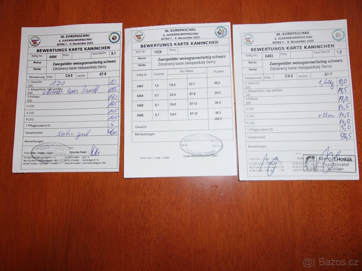 Zakrslý beran bílopesíkatý černý - 7