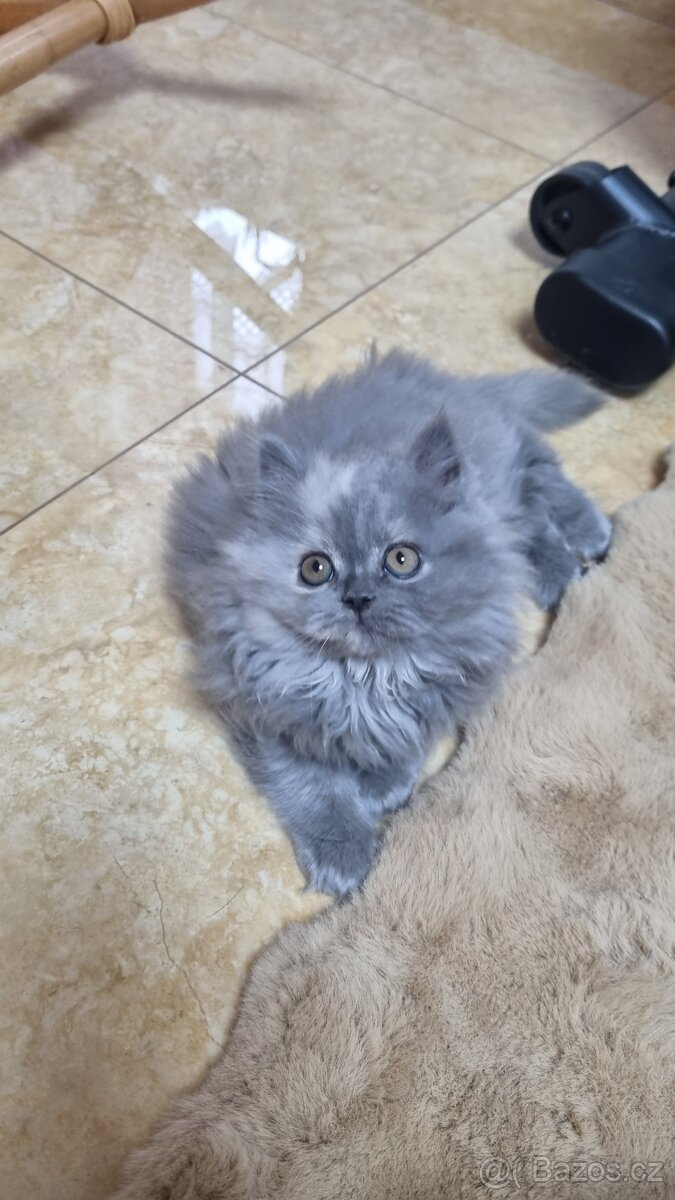 Britská koťata - 7