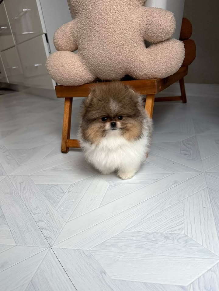 Šteniatka pomeranskeho špica - 7