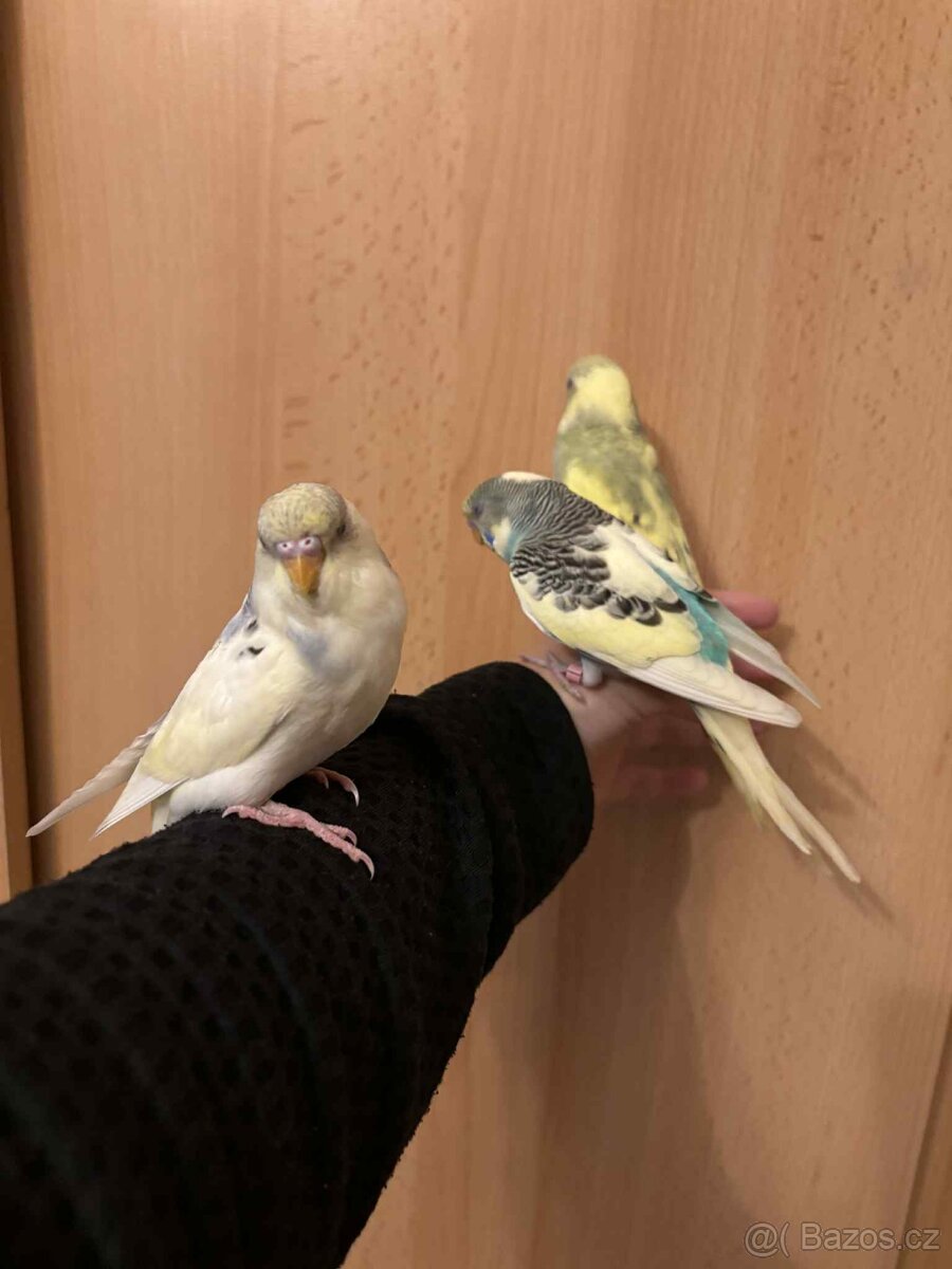 Prodám mladé andulky po vylétnutí z budky - 7