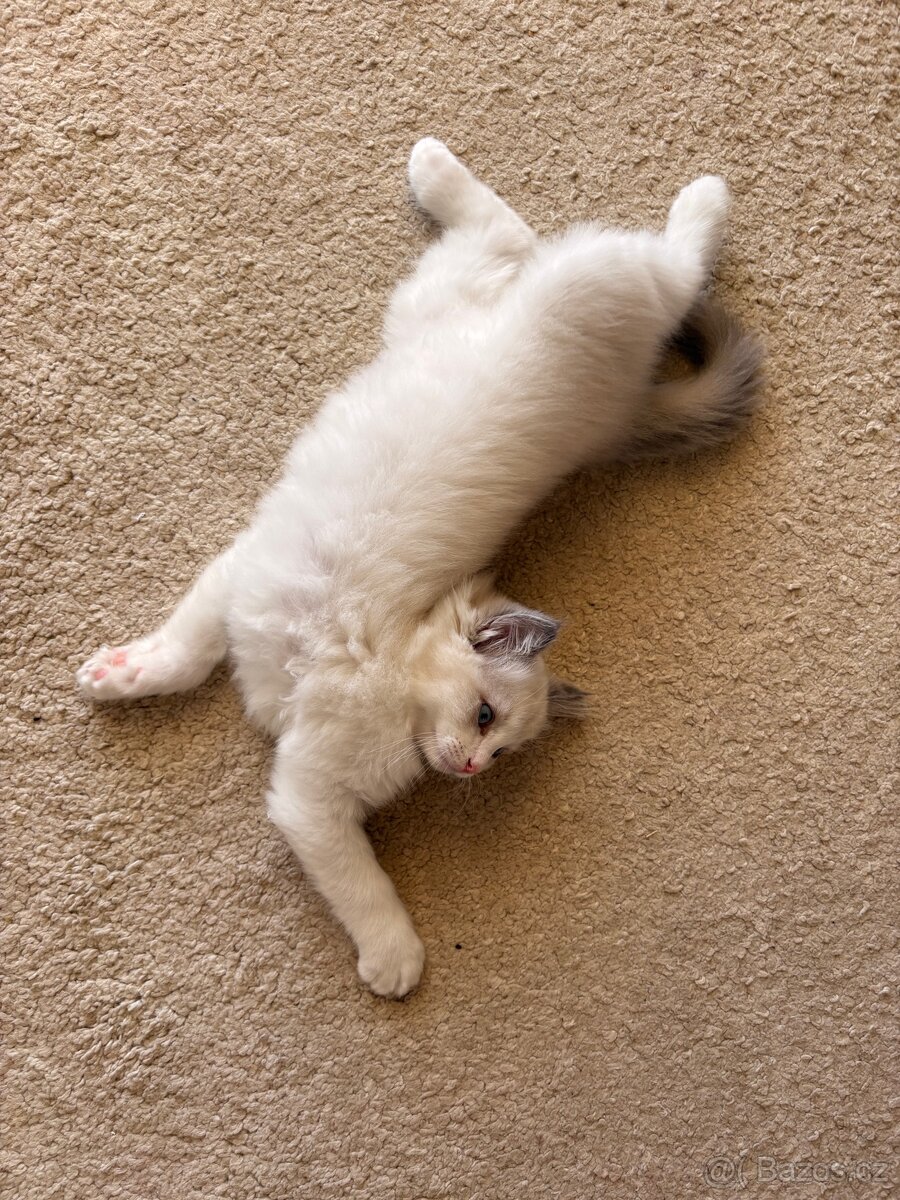 Krásný Kocourek Ragdoll - 7