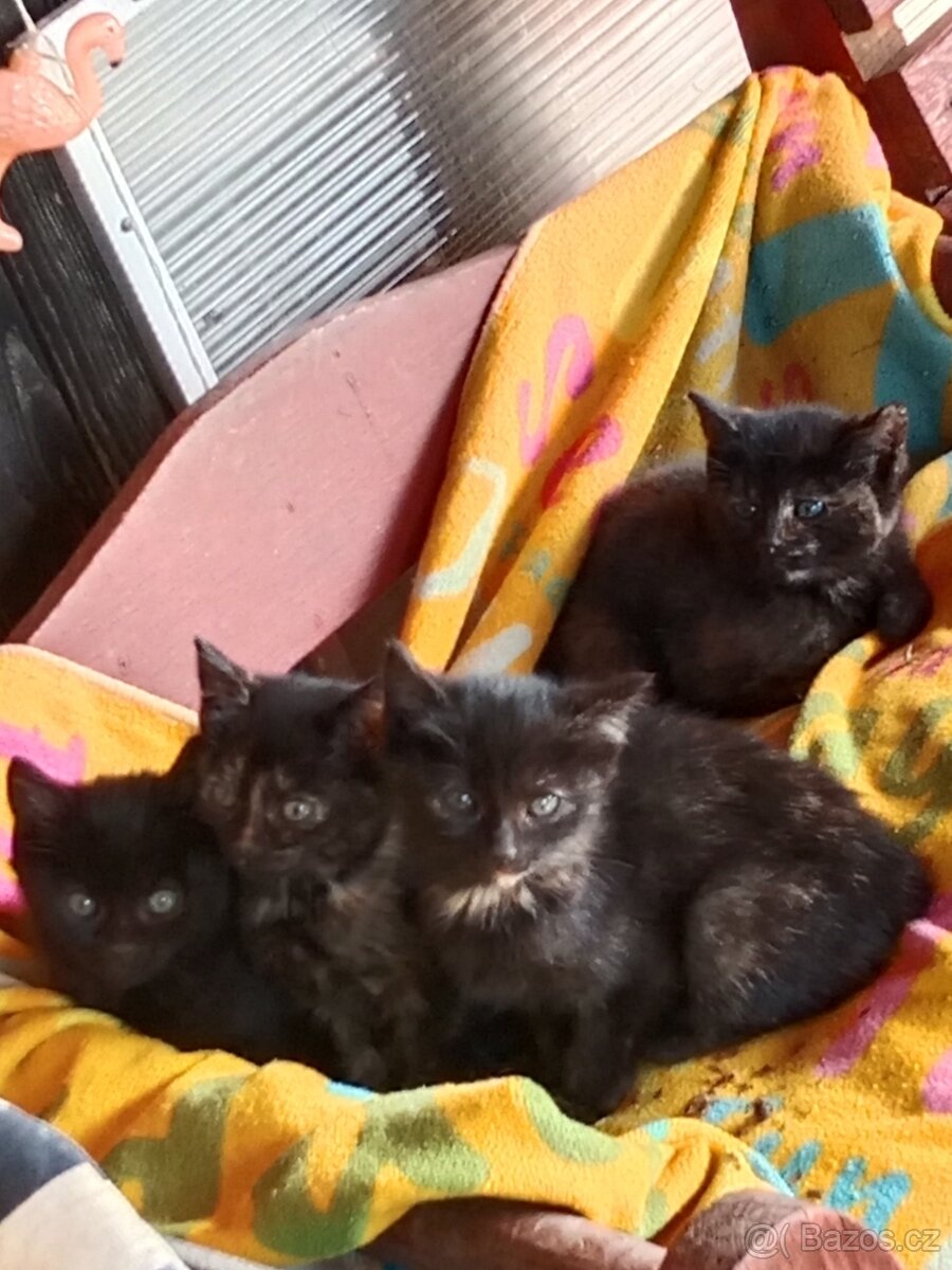 4 mala koťátka - 7