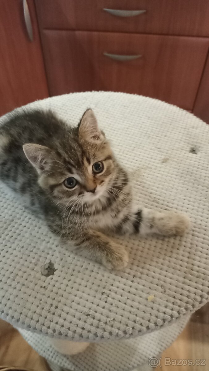 Britské whiskas kočičky s PP - 7