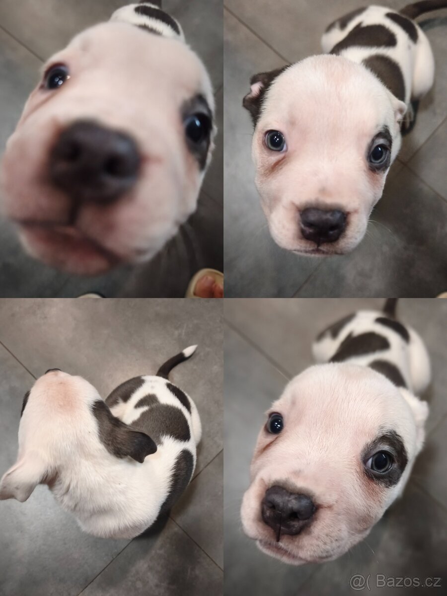 American Bully XL originální původní krev rodokmen ABKC USA - 7