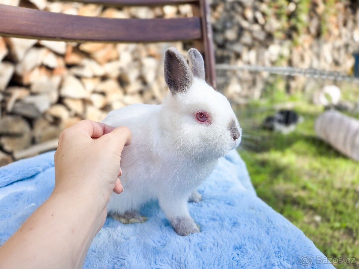 Daruji zakrslé králíčky - 7