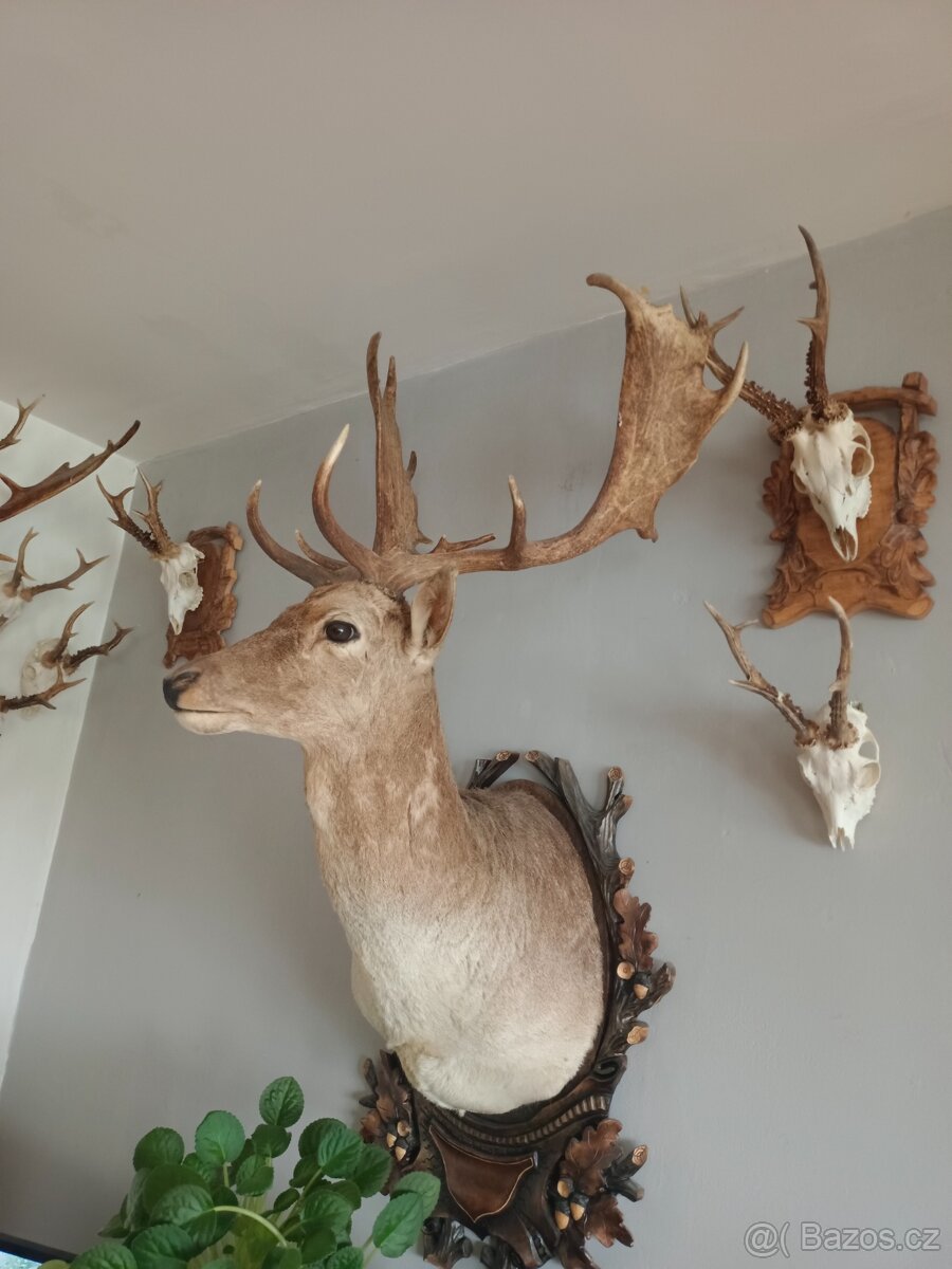 Lovecké trofeje - 7