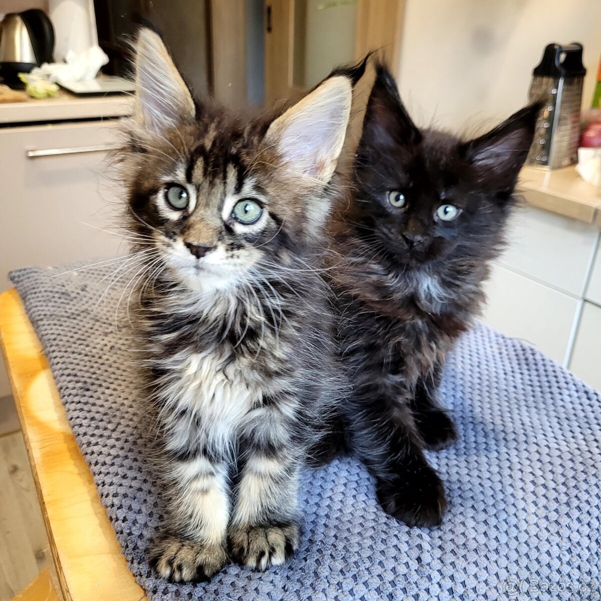 Mainská mývalí koťata s pp - 7