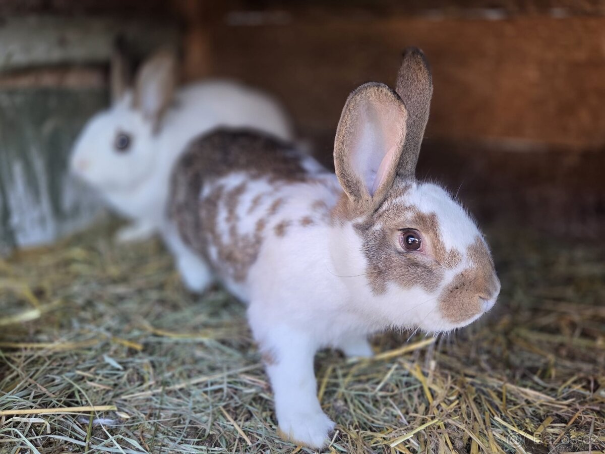 Samičky a samci Českého strakáče - 7