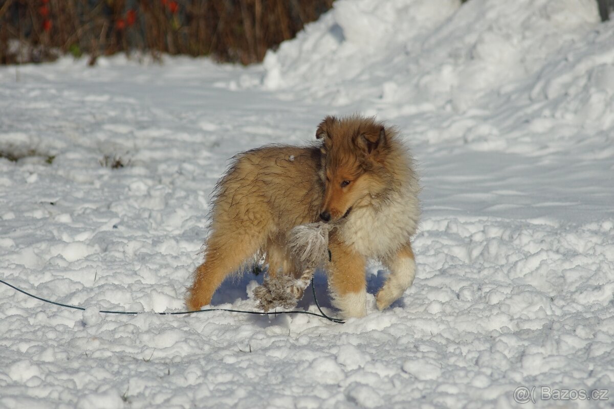 KOLIE DLOUHOSRSTA ZLATA - 7