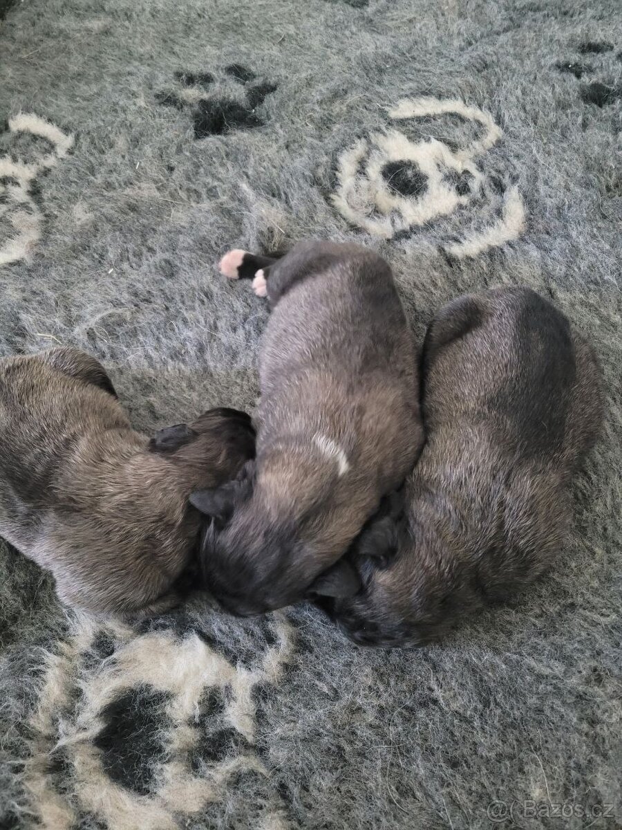 Kavkazský pastevecký pes štěňata - 7