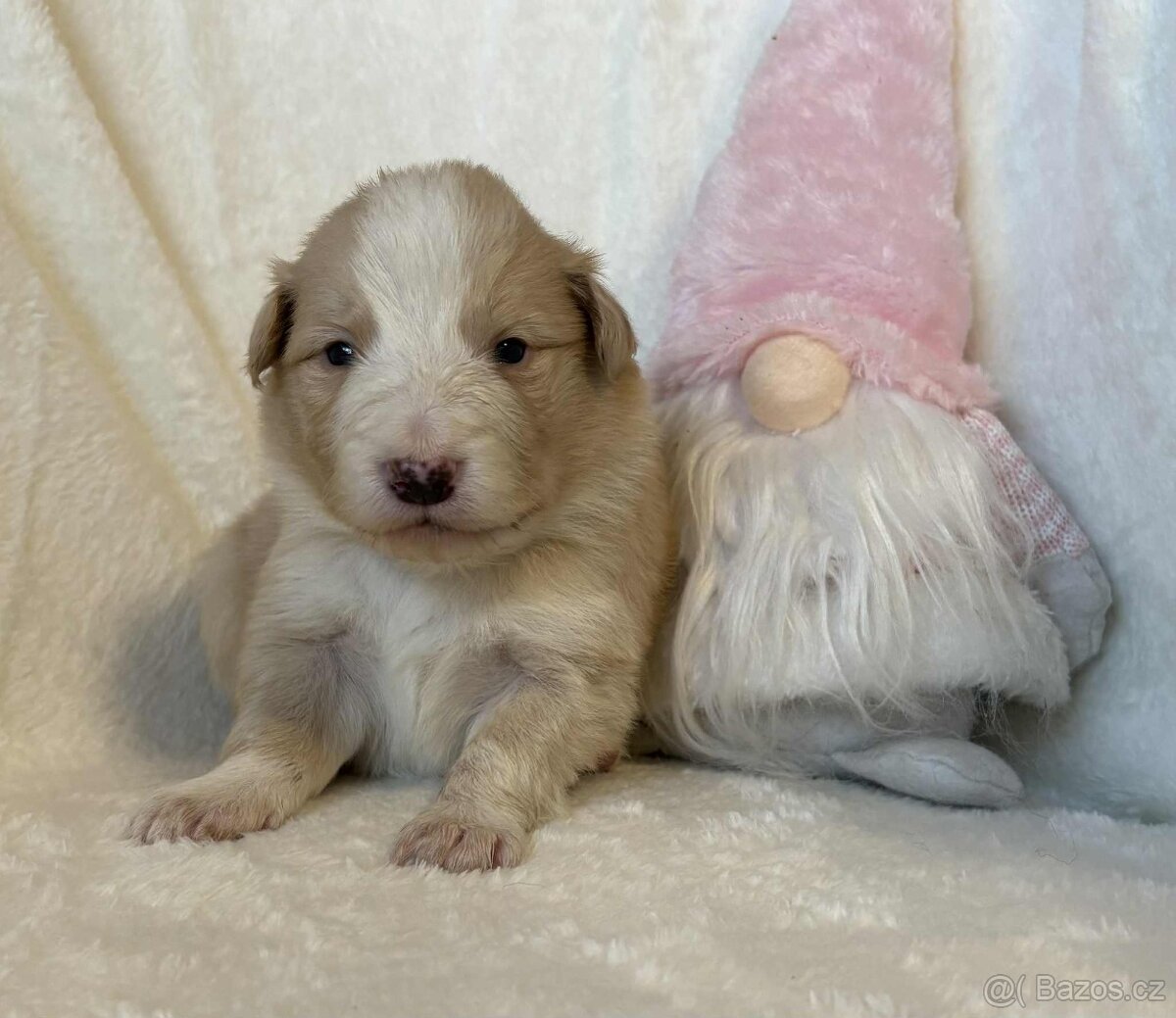 Border kolie s PP - 7