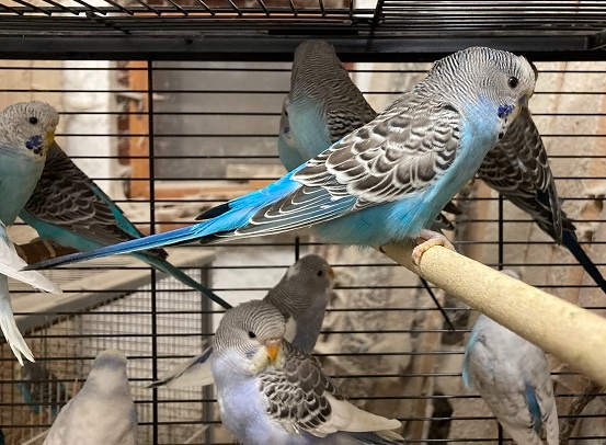 Prodám Andulky modrobílé - 7