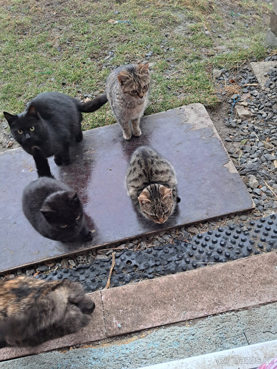 Daruji Kočky - 7