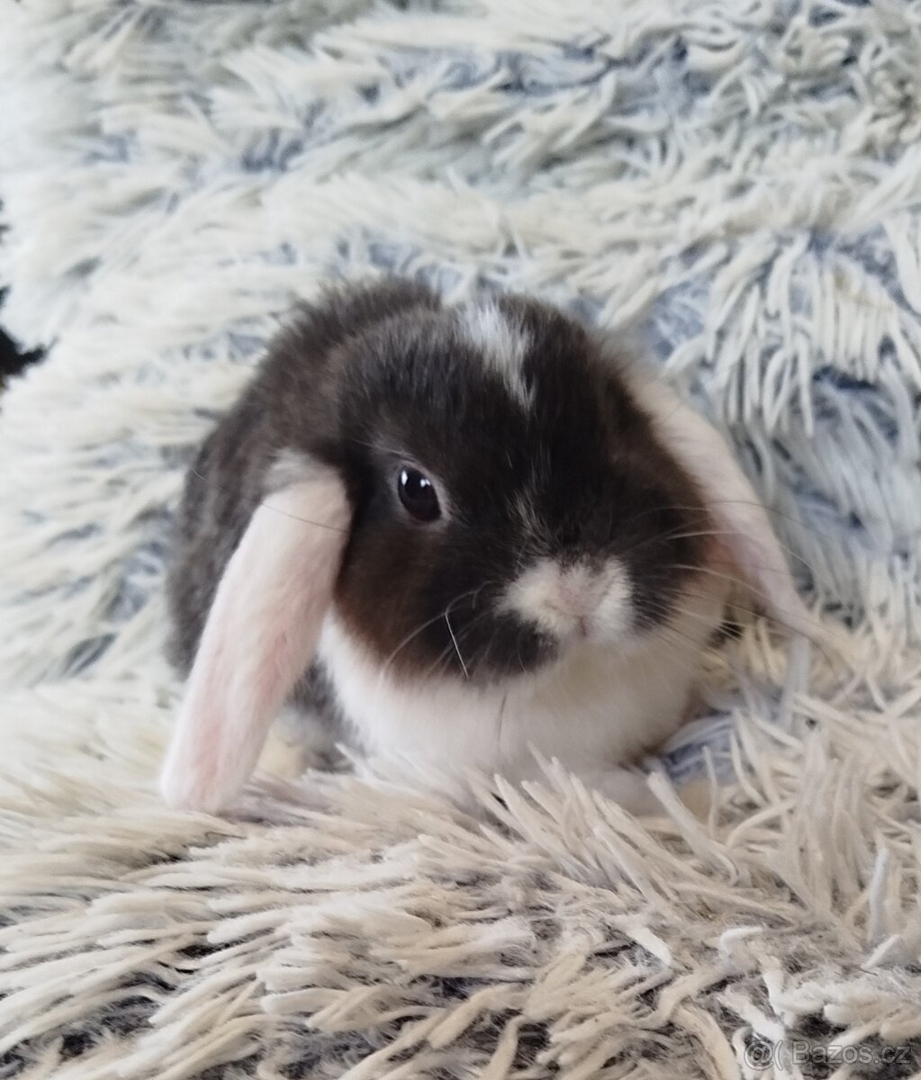 Minilop - anglický zakrslý beránek s VP - 7