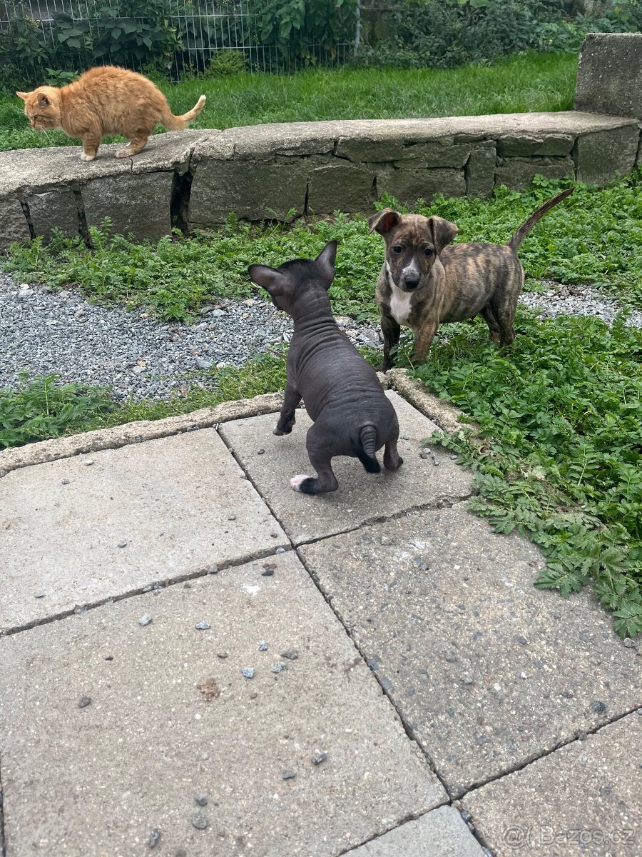 Peruánský naháč - 7