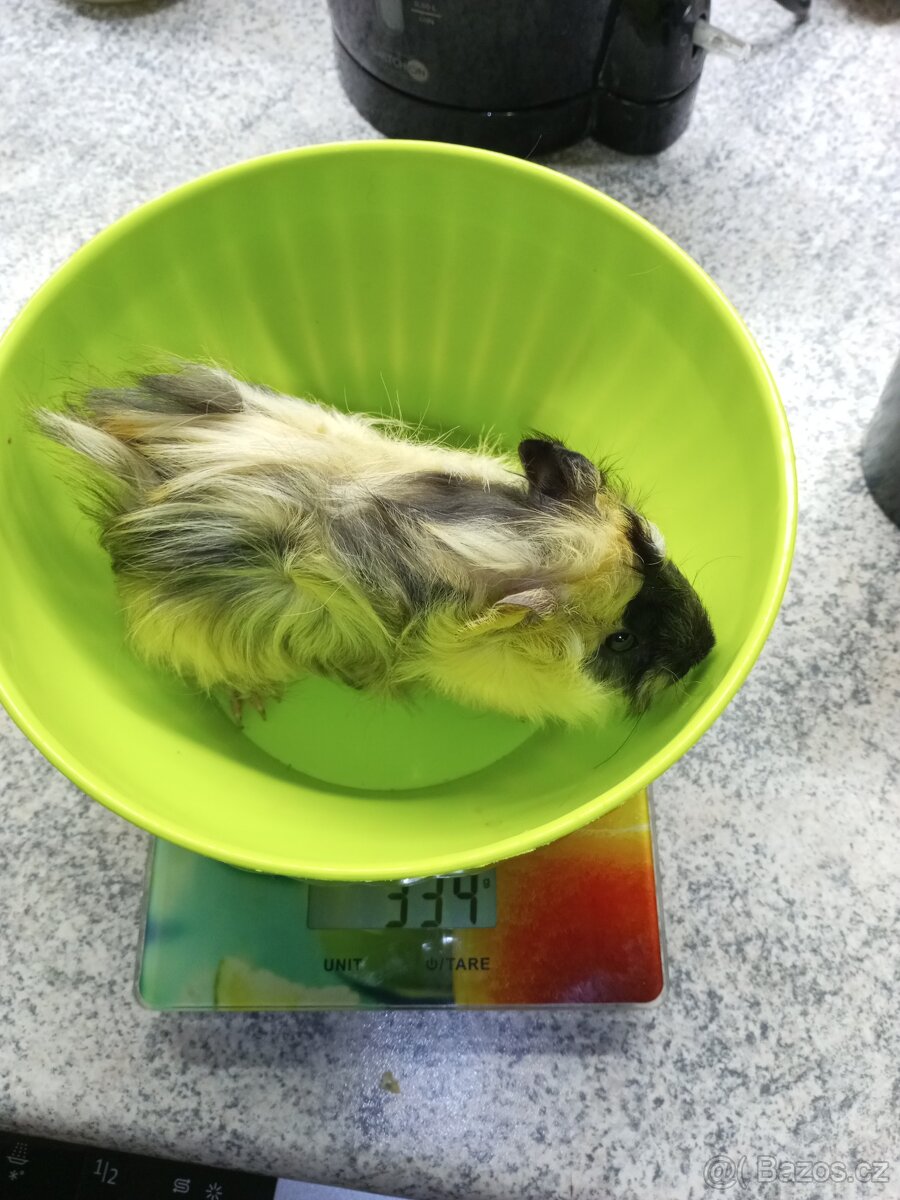 Morčata - samičky - 7