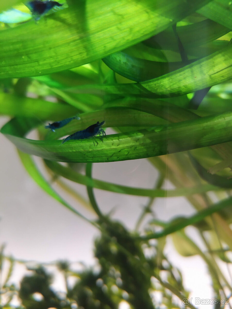 krevetky neocaridina - 7