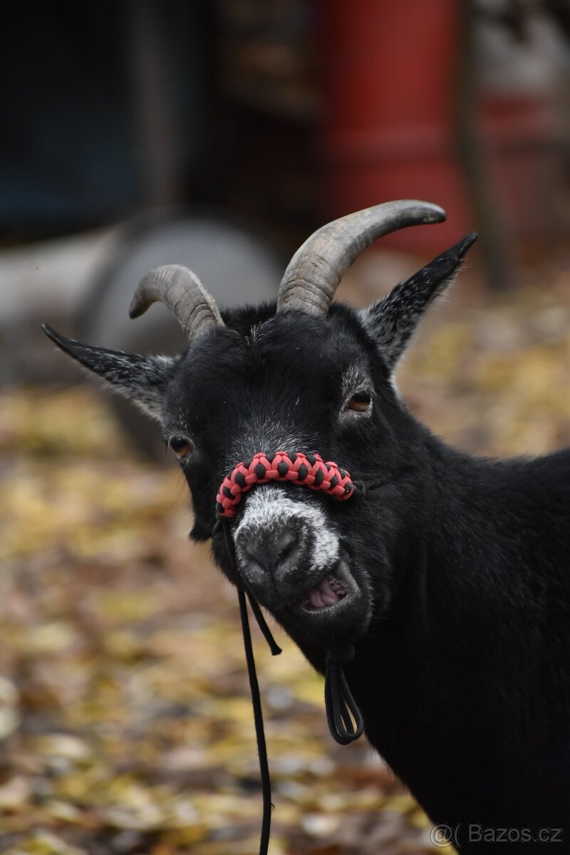 Ohlávka pro kozu/ovci - 7