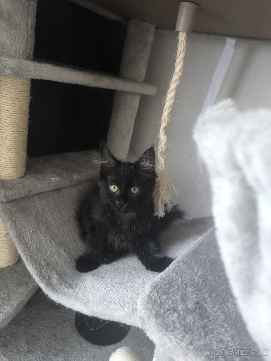 Mainská mývalí s PP - 7