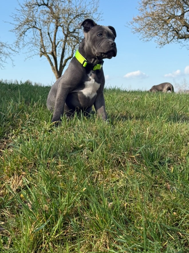 Stafordširský bulteriér - 7