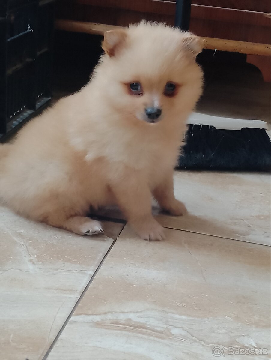 Pomeranian Špic - 7