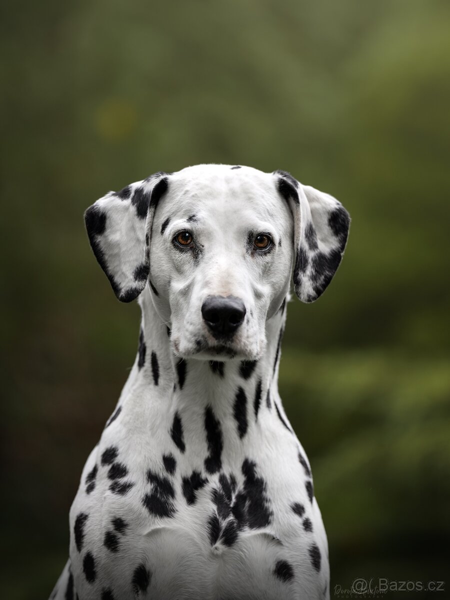 štěně DALMATINA - 7