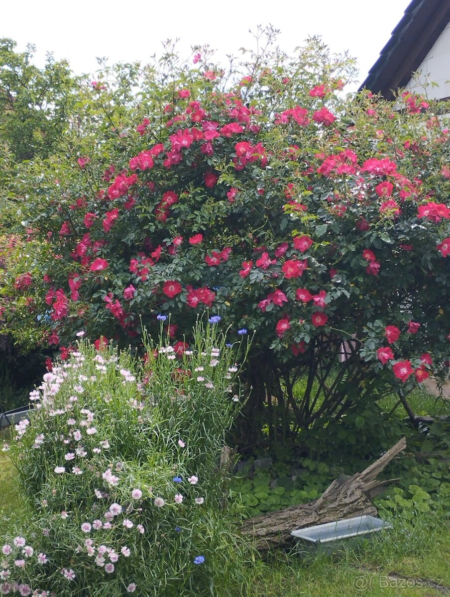 Dům 5+1 Lužice - 7