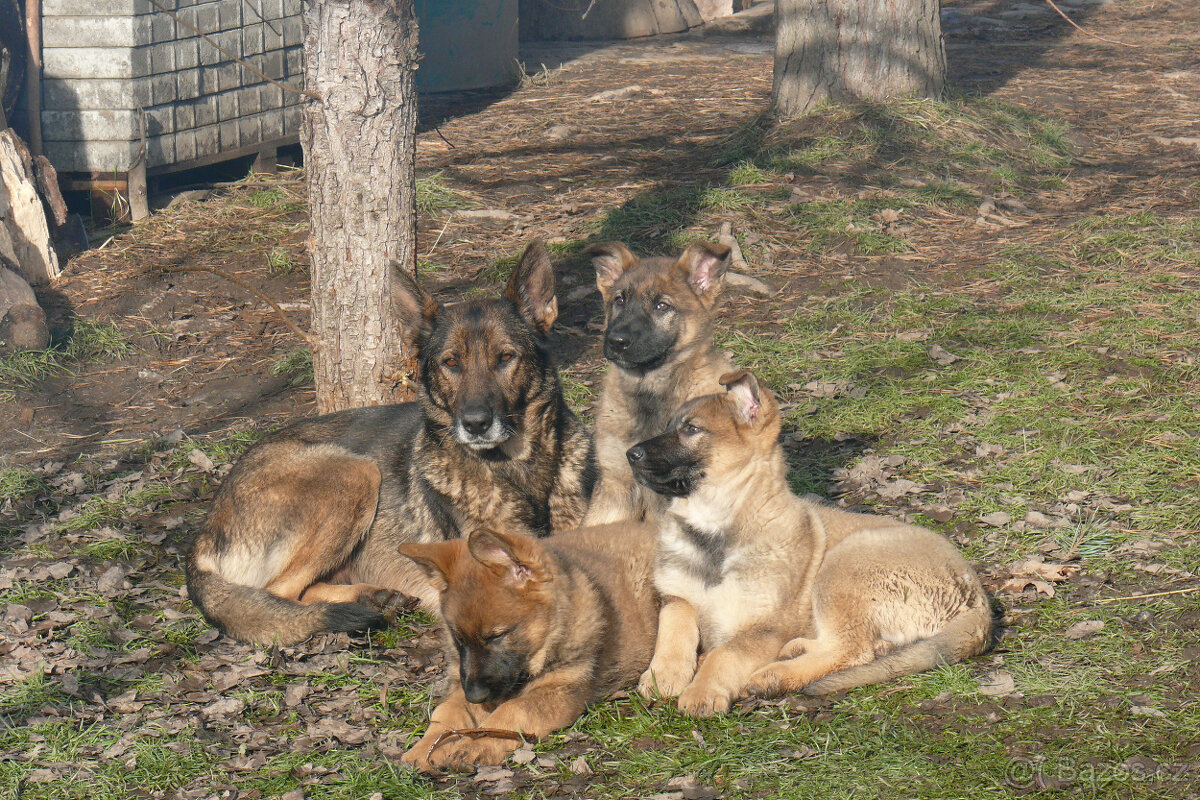 Šteniatka NO s PP - 7